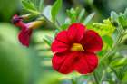Issaquah, Washington State, USA. Million Bells or Trailing Petunia or Calibrachoa. Art Print